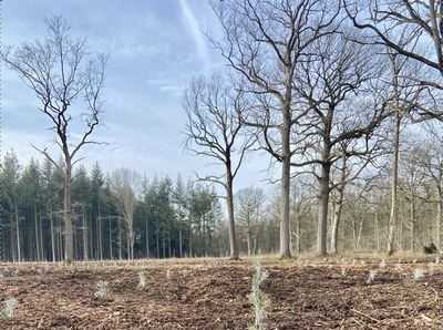 3.000 arbres plantés dans le bois de Dave à Naninne